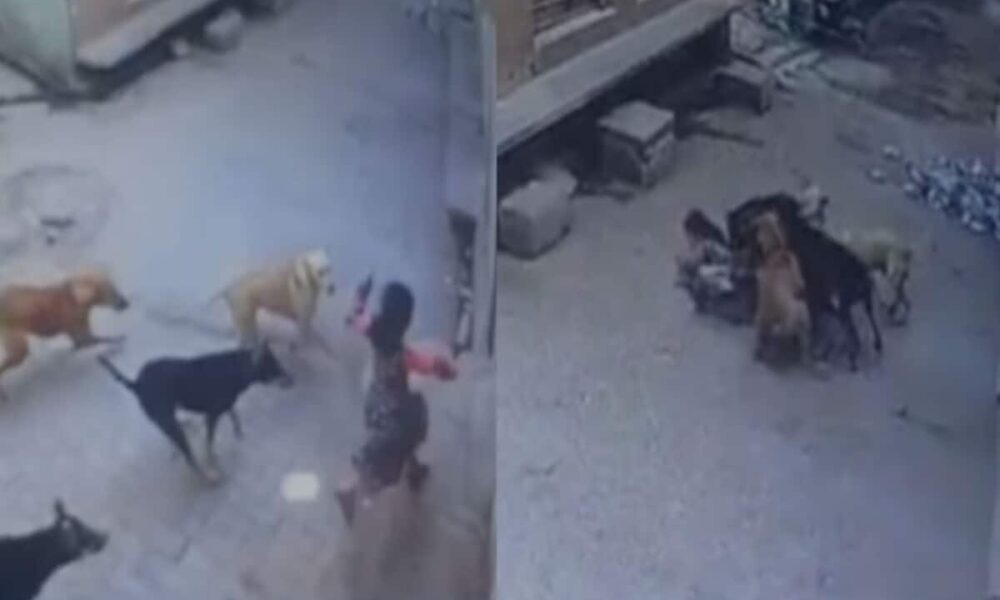 Video: छह साल की बच्ची पर आवारा कुत्तों का हमला, परिजनों ने दौड़कर बचाई जान, CCTV में कैद हुई घटना