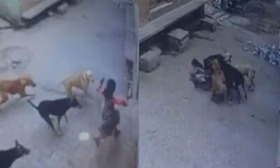 Video: छह साल की बच्ची पर आवारा कुत्तों का हमला, परिजनों ने दौड़कर बचाई जान, CCTV में कैद हुई घटना