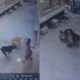 Video: छह साल की बच्ची पर आवारा कुत्तों का हमला, परिजनों ने दौड़कर बचाई जान, CCTV में कैद हुई घटना