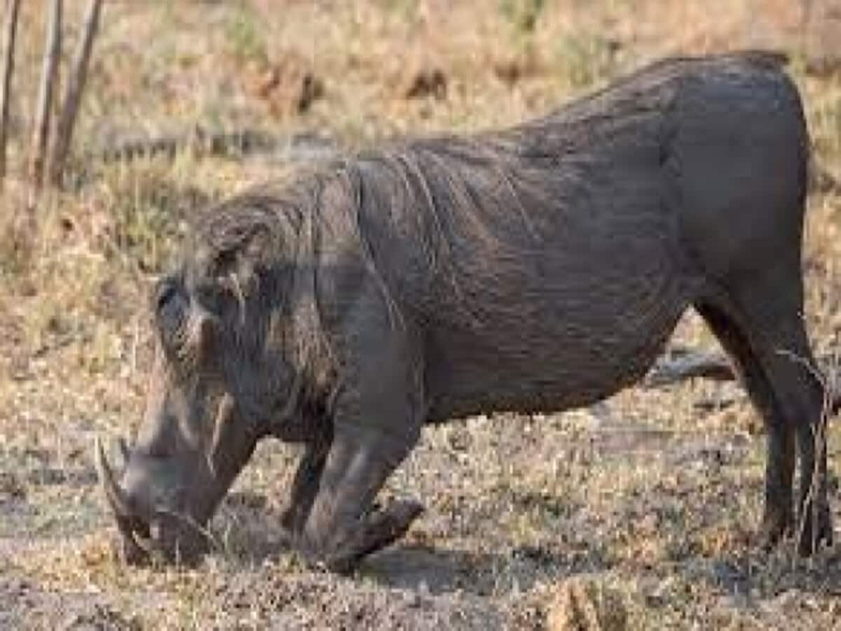महुआ बीनने गई महिला पर सुअर ने किया हमला, पानी की तलाश में जानवर ने महिला को उतारा मौत के घाट महुआ बीनने गई महिला पर सुअर ने किया हमला, पानी की तलाश में जानवर ने महिला को उतारा मौत के घाट