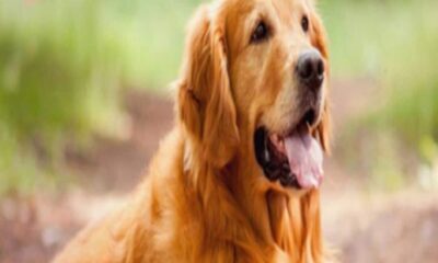 सैलरी मांगने पर कार मालिक ने की ड्राइवर की बेरहमी से पिटाई, असलहा तानने के बाद छोड़ दिया कुत्ता