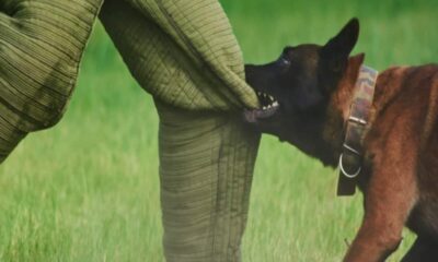 होटल में खाना खाने के बाद पैसे नहीं दिया तो ग्राहक को कुत्ते से कटवाया, बिल के विवाद के बाद मामला दर्ज