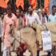 गधे पर DGM का नेम प्लेट लगा क्यों हुआ प्रदर्शन, बिजली कर्मचारी क्यों हैं नाराज