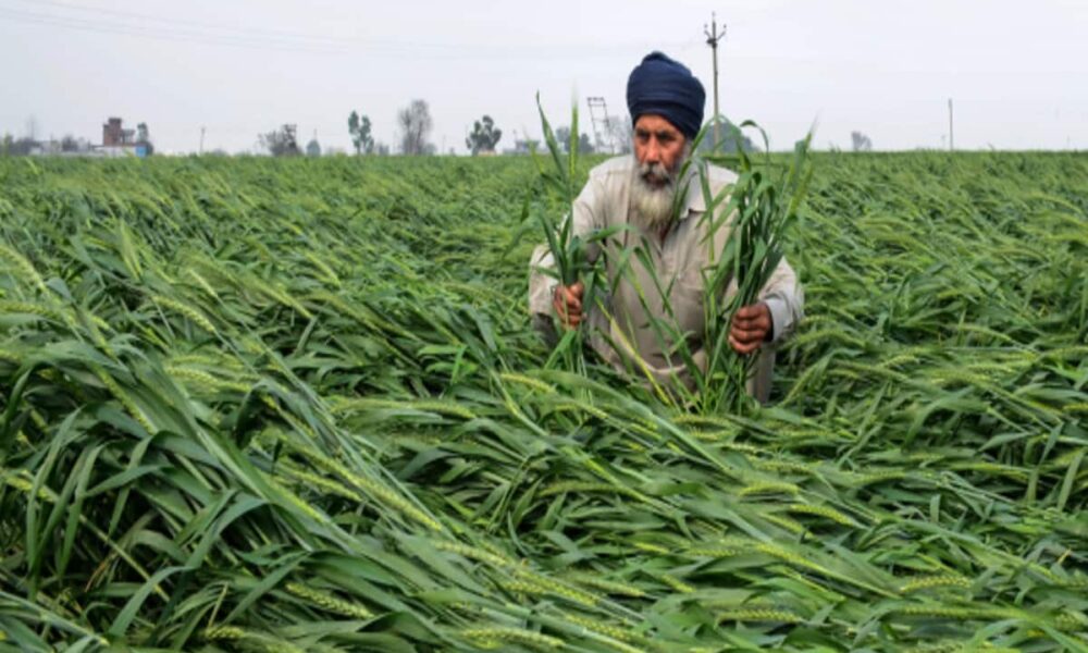 IMD Rain Alert yellow alert for three days farmers worried as wheat nears harvest – Weather today in Hindi – Aaj ka mausam, mausam ki jankari, Temp today in Hindi
