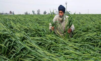 IMD Rain Alert yellow alert for three days farmers worried as wheat nears harvest – Weather today in Hindi – Aaj ka mausam, mausam ki jankari, Temp today in Hindi