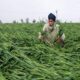 IMD Rain Alert yellow alert for three days farmers worried as wheat nears harvest – Weather today in Hindi – Aaj ka mausam, mausam ki jankari, Temp today in Hindi