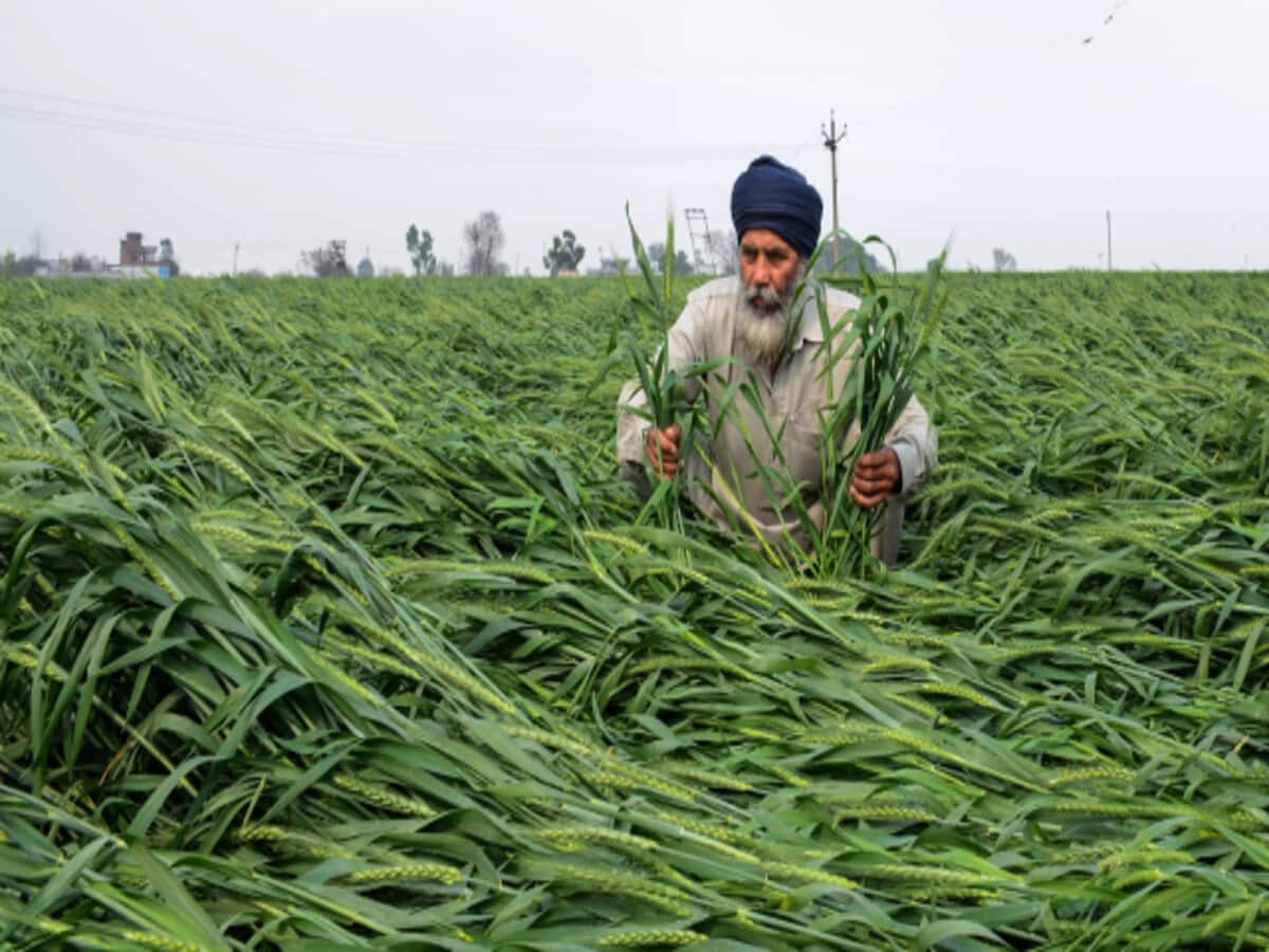 IMD Rain Alert yellow alert for three days farmers worried as wheat nears harvest – Weather today in Hindi – Aaj ka mausam, mausam ki jankari, Temp today in Hindi IMD Rain Alert yellow alert for three days farmers worried as wheat nears harvest – Weather today in Hindi – Aaj ka mausam, mausam ki jankari, Temp today in Hindi