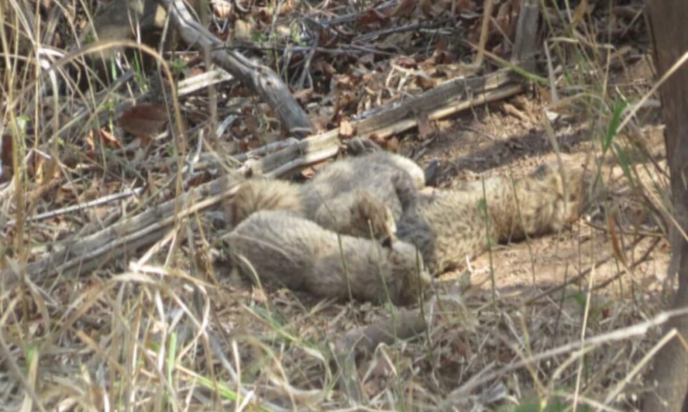 Female cheetah Gamini has given birth to 5 cubs in kuno national park union minister bhupender yadav said