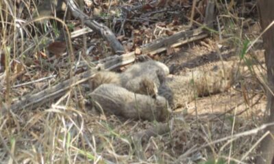 Female cheetah Gamini has given birth to 5 cubs in kuno national park union minister bhupender yadav said