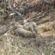 Female cheetah Gamini has given birth to 5 cubs in kuno national park union minister bhupender yadav said