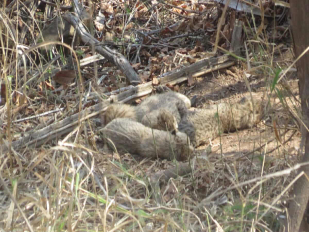 Female cheetah Gamini has given birth to 5 cubs in kuno national park union minister bhupender yadav said Female cheetah Gamini has given birth to 5 cubs in kuno national park union minister bhupender yadav said