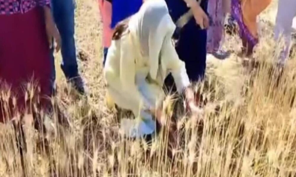 सिर पर पल्लू और हाथ में हंसुआ; गेहूं काटती कमलनाथ की बहू का वीडियो वायरल