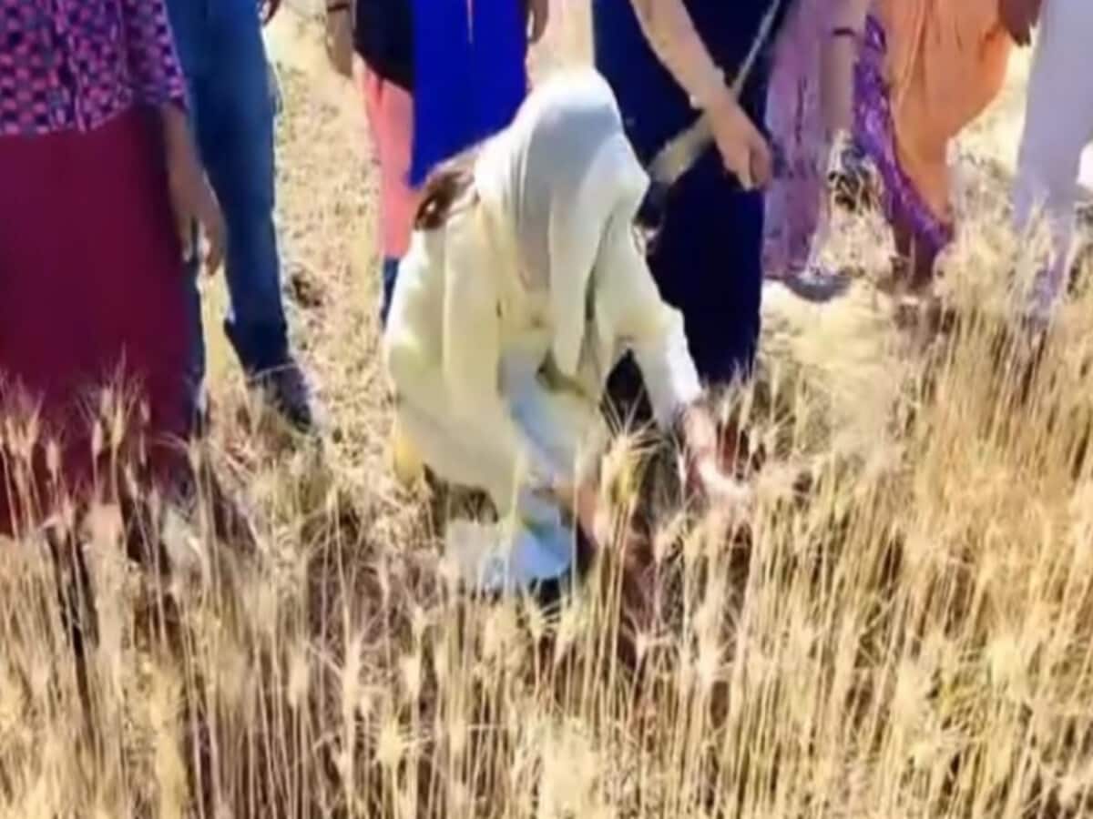 सिर पर पल्लू और हाथ में हंसुआ; गेहूं काटती कमलनाथ की बहू का वीडियो वायरल सिर पर पल्लू और हाथ में हंसुआ; गेहूं काटती कमलनाथ की बहू का वीडियो वायरल