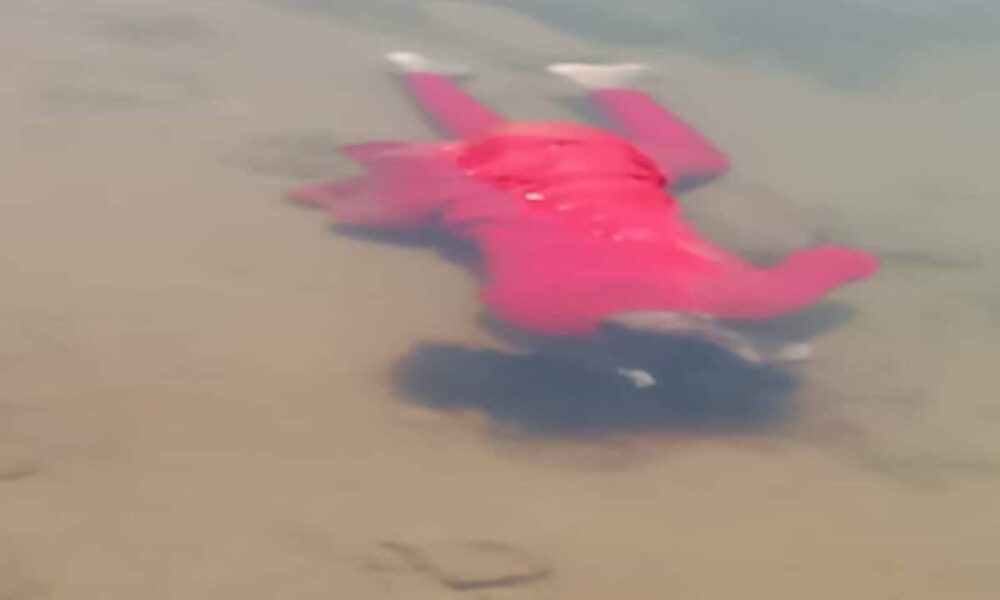 नदी में डुबकी लगा रहे थे युवक अचानक पानी में तैरती मिली युवती की लाश, हत्या की आशंका