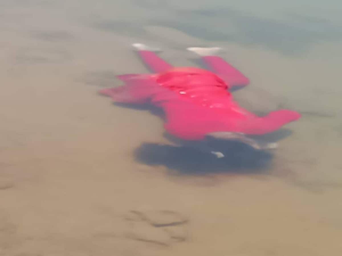 नदी में डुबकी लगा रहे थे युवक अचानक पानी में तैरती मिली युवती की लाश, हत्या की आशंका नदी में डुबकी लगा रहे थे युवक अचानक पानी में तैरती मिली युवती की लाश, हत्या की आशंका