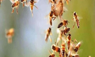 Bees attack employees on election duty more than 20 employees injured