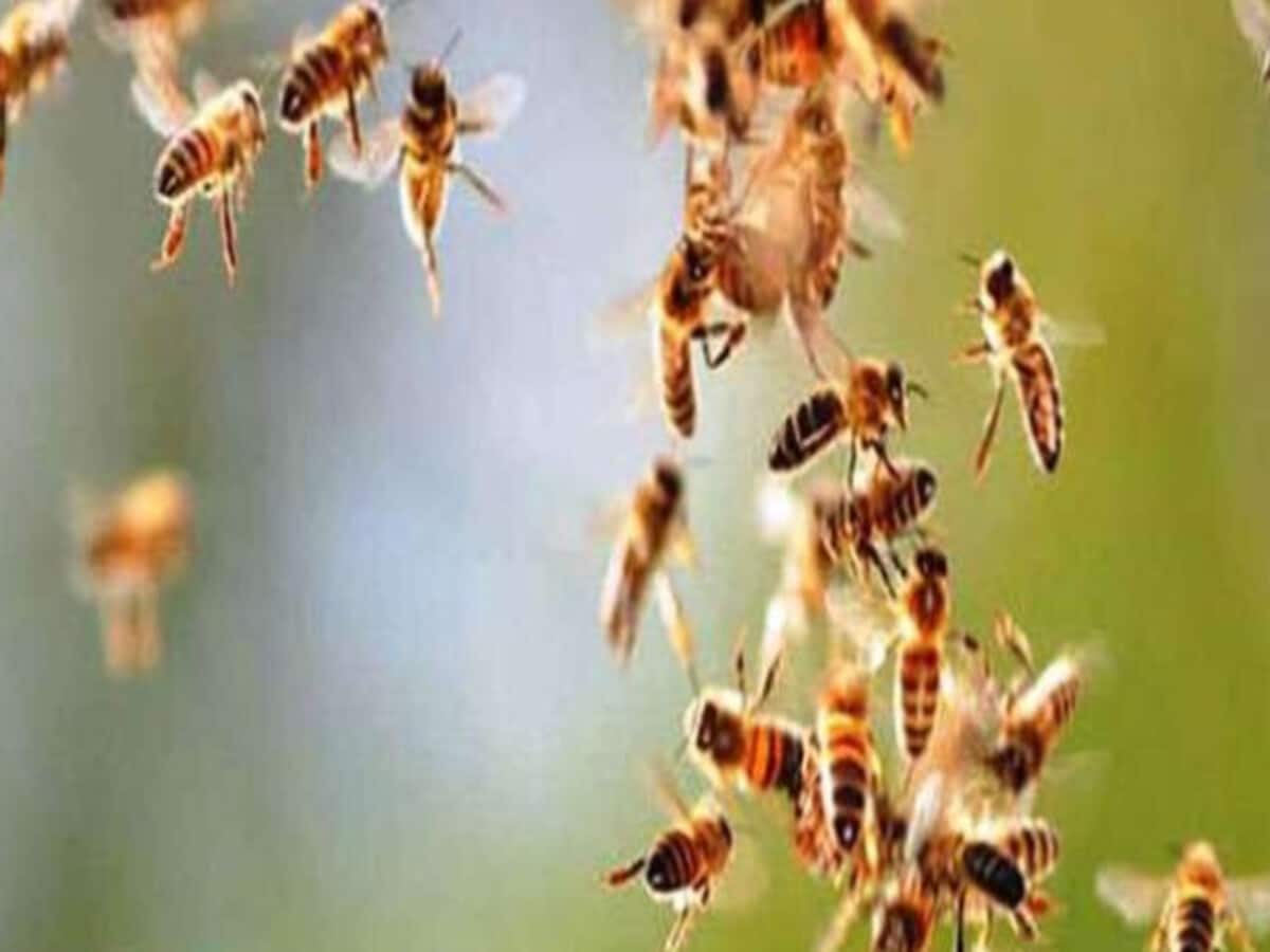Bees attack employees on election duty more than 20 employees injured Bees attack employees on election duty more than 20 employees injured