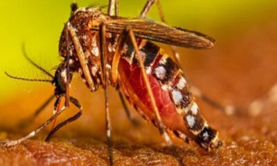 गर्मी बढ़ने के साथ मच्छरों का प्रकोप दून अस्पताल में दो चिकनगुनिया मरीज भर्ती; ऐसे रखें ख्याल
