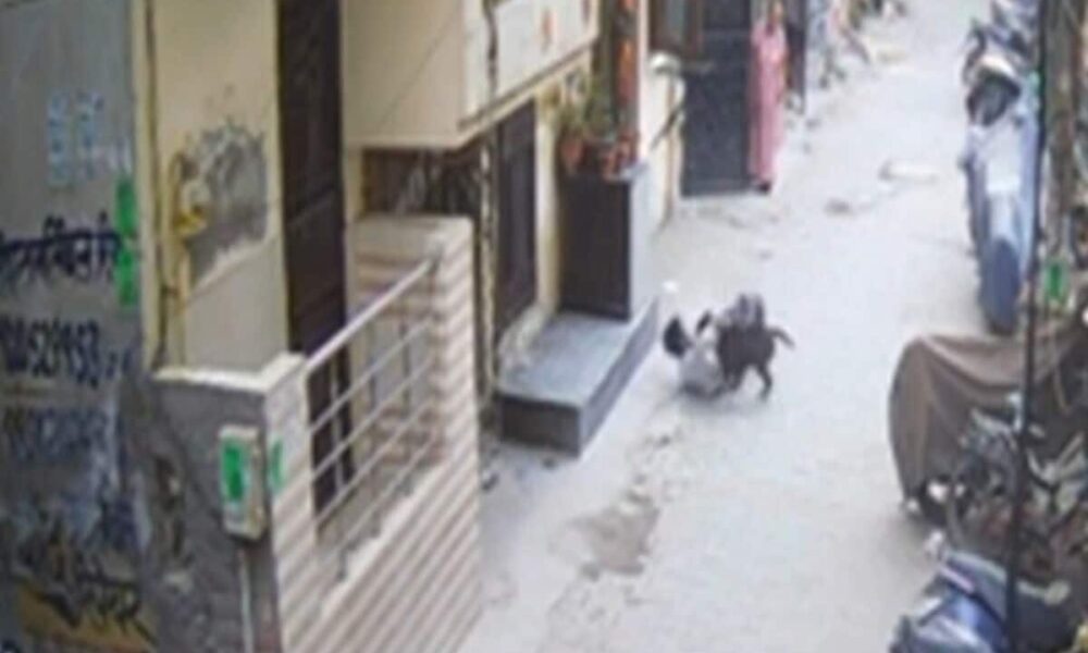 dog attack 18 year old youth in ghaziabad american bully bite hand leg stomach boy critical