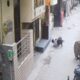 dog attack 18 year old youth in ghaziabad american bully bite hand leg stomach boy critical