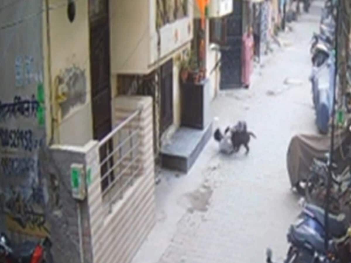 dog attack 18 year old youth in ghaziabad american bully bite hand leg stomach boy critical dog attack 18 year old youth in ghaziabad american bully bite hand leg stomach boy critical