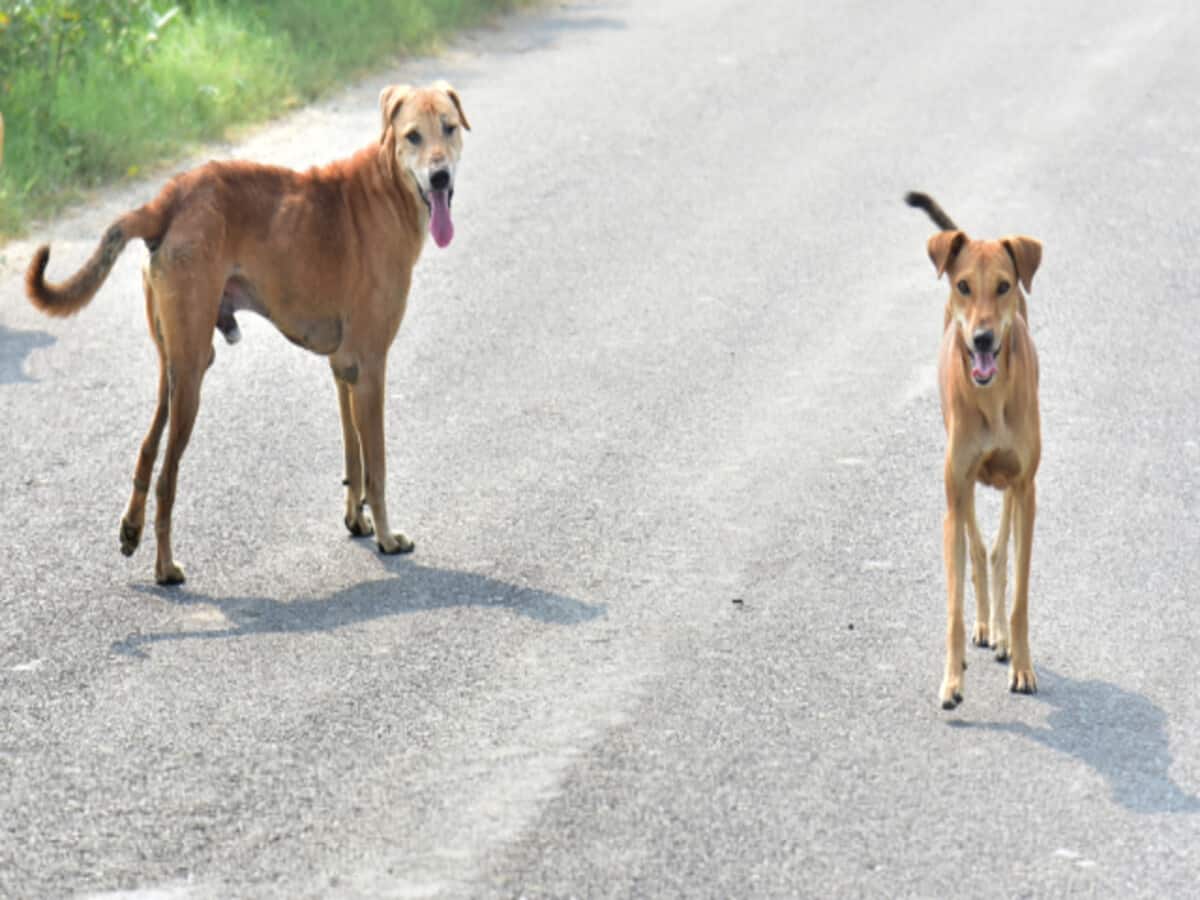 उदयपुर में 4 साल की बच्ची को कुत्तों ने नोंच-नोंचकर मार डाला, जानिए कैसा हुई यह घटना
