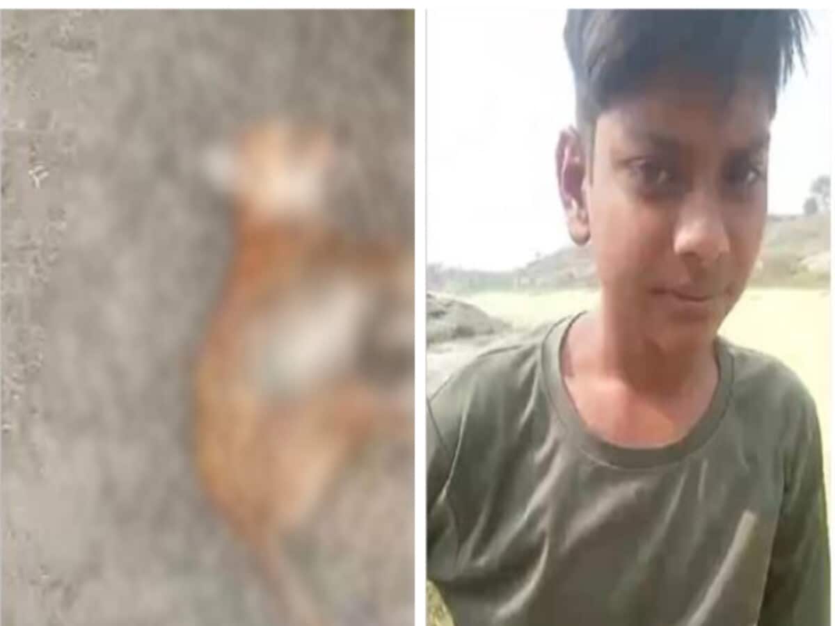 कुत्ते को पत्थर से पीट-पीट कर मार डाला, हंसते हुए हैवानों का वीडियो वायरल कुत्ते को पत्थर से पीट-पीट कर मार डाला, हंसते हुए हैवानों का वीडियो वायरल