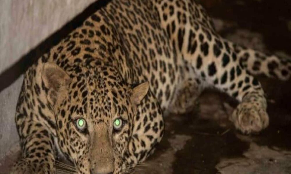 UP Meerut Kaserukheda Leopard Attack fear again within one week family trapped in house