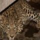 UP Meerut Kaserukheda Leopard Attack fear again within one week family trapped in house
