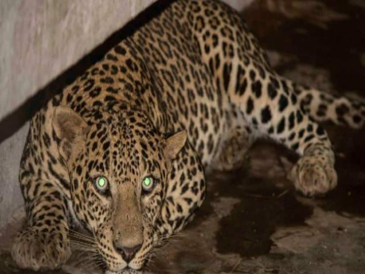 UP Meerut Kaserukheda Leopard Attack fear again within one week family trapped in house UP Meerut Kaserukheda Leopard Attack fear again within one week family trapped in house