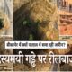 बीकानेर में 1.5 बीघे में क्यों धंसी जमीन? रील बनाने उमड़ रहा हुजूम, प्रशासन ने लगाई पाबंदियां