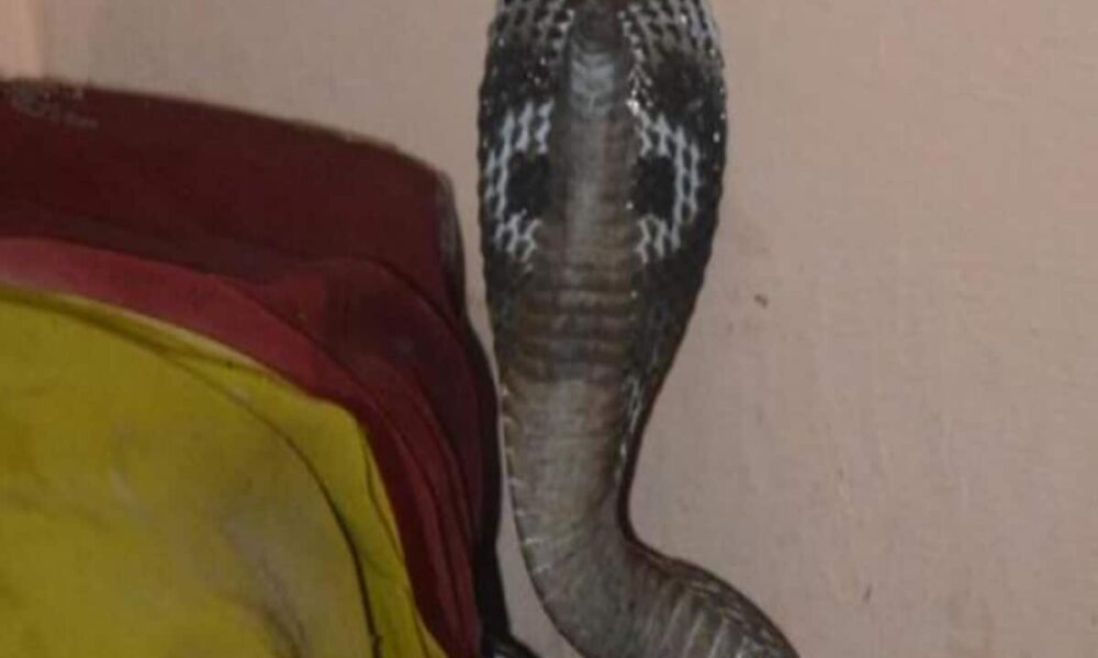 सांप के काटने से 7 साल की मासूम की मौत, समय पर अस्पताल नहीं पहुंच सके परिजन