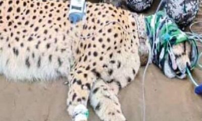 25 दिन से बाहर घूम रही मादा चीता का हुआ रेस्क्यू, ऐसे कूनो वापस लाई गई वीरा
