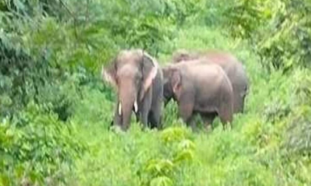 80 साल के बुजुर्ग को हाथी ने कुचला, मौके पर हुई मौत, महुआ बीनने पहुंचा था जंगल