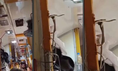 जबलपुर-मुंबई गरीब रथ एक्सप्रेस में सांप निकलने से यात्रियों के उड़े होश, कांग्रेस का तंज- VIDEO