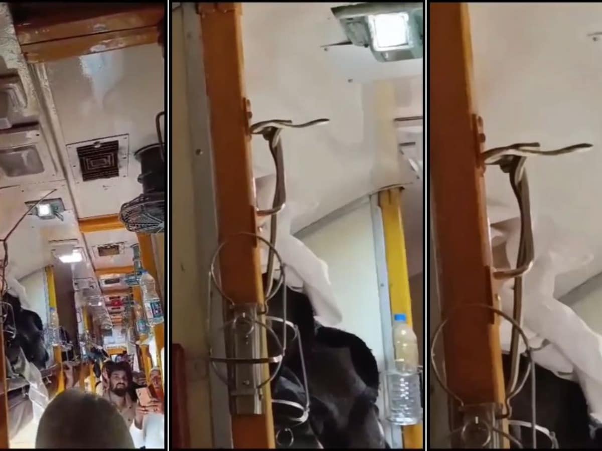 जबलपुर-मुंबई गरीब रथ एक्सप्रेस में सांप निकलने से यात्रियों के उड़े होश, कांग्रेस का तंज- VIDEO जबलपुर-मुंबई गरीब रथ एक्सप्रेस में सांप निकलने से यात्रियों के उड़े होश, कांग्रेस का तंज- VIDEO