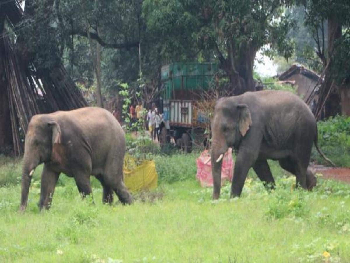 छत्तीसगढ़ में झुंड से अलग हुए जंगली हाथी ने बोला हमला; एक की मौत- अन्य घायल