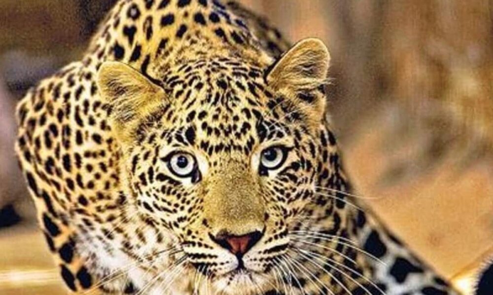 राजस्थान के उदयपुर में तेंदुए का आतंक, 3 दिन में 3 लोगों की जान ली; तलाश के लिए सेना की मदद मांगी
