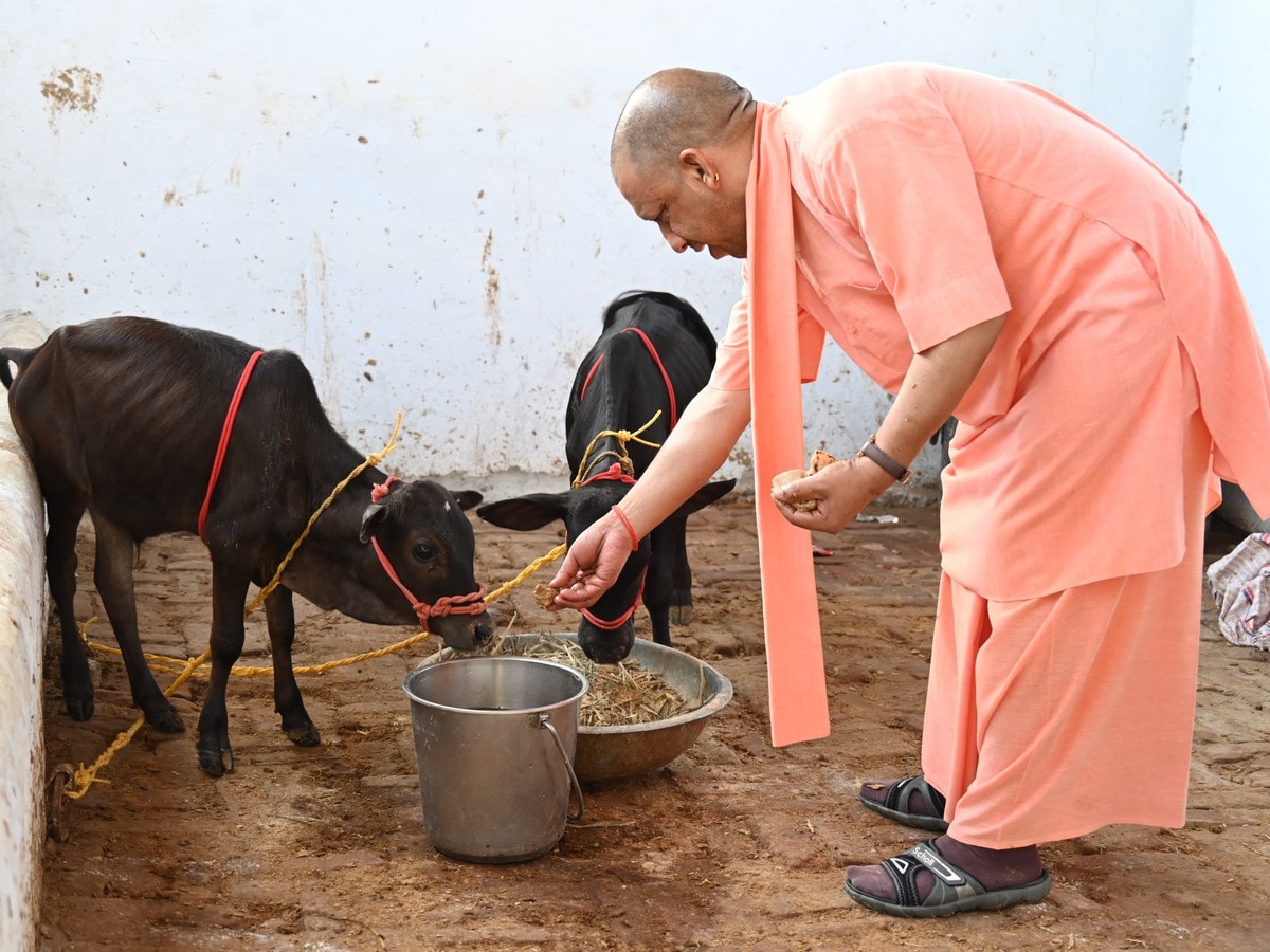 गोरखनाथ मंदिर में आईं दुर्लभ नस्ल की पुंगनूर गाय, सीएम योगी ने दुलार कर खिलाया गुड़ गोरखनाथ मंदिर में आईं दुर्लभ नस्ल की पुंगनूर गाय, सीएम योगी ने दुलार कर खिलाया गुड़