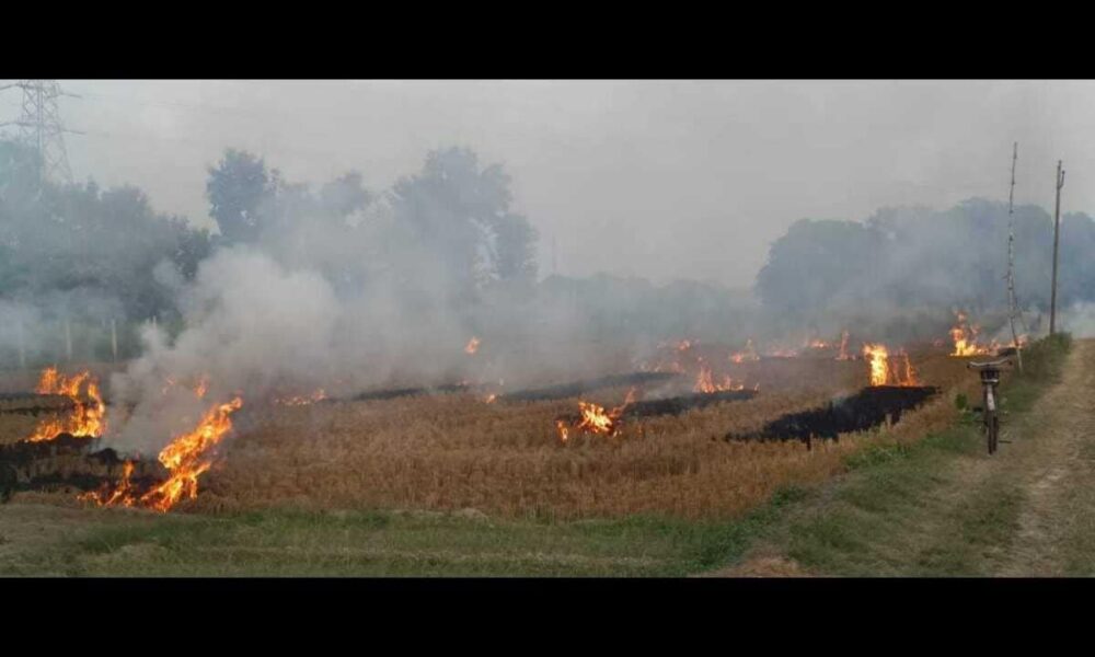 यूपी में पराली जलाने की घटनाएं थमीं, पंजाब-हरियाणा में बढ़ीं, लोग हुए जागरूक