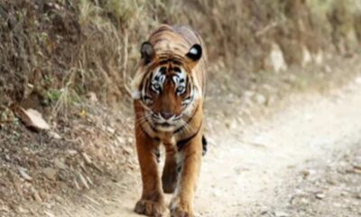 200 रुपए में कर सकेंगे बाघों का दीदार, राजस्थान न्यूज़