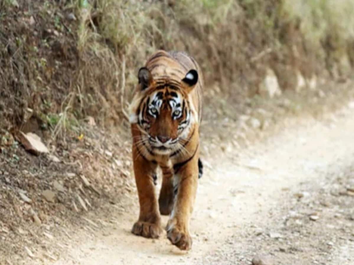 200 रुपए में कर सकेंगे बाघों का दीदार, राजस्थान न्यूज़ 200 रुपए में कर सकेंगे बाघों का दीदार, राजस्थान न्यूज़