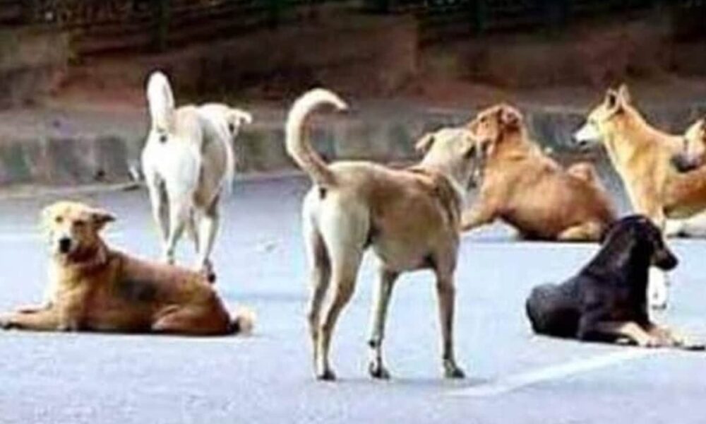 Father kills stray dog for biting daughter in Guna Madhya Pradesh पीटा, जलाया, घसीटा और कुचला; बेटी को काटने वाली कुतिया को पिता ने दी खौफनाक मौत, मध्य प्रदेश न्यूज़