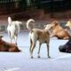 Father kills stray dog for biting daughter in Guna Madhya Pradesh पीटा, जलाया, घसीटा और कुचला; बेटी को काटने वाली कुतिया को पिता ने दी खौफनाक मौत, मध्य प्रदेश न्यूज़