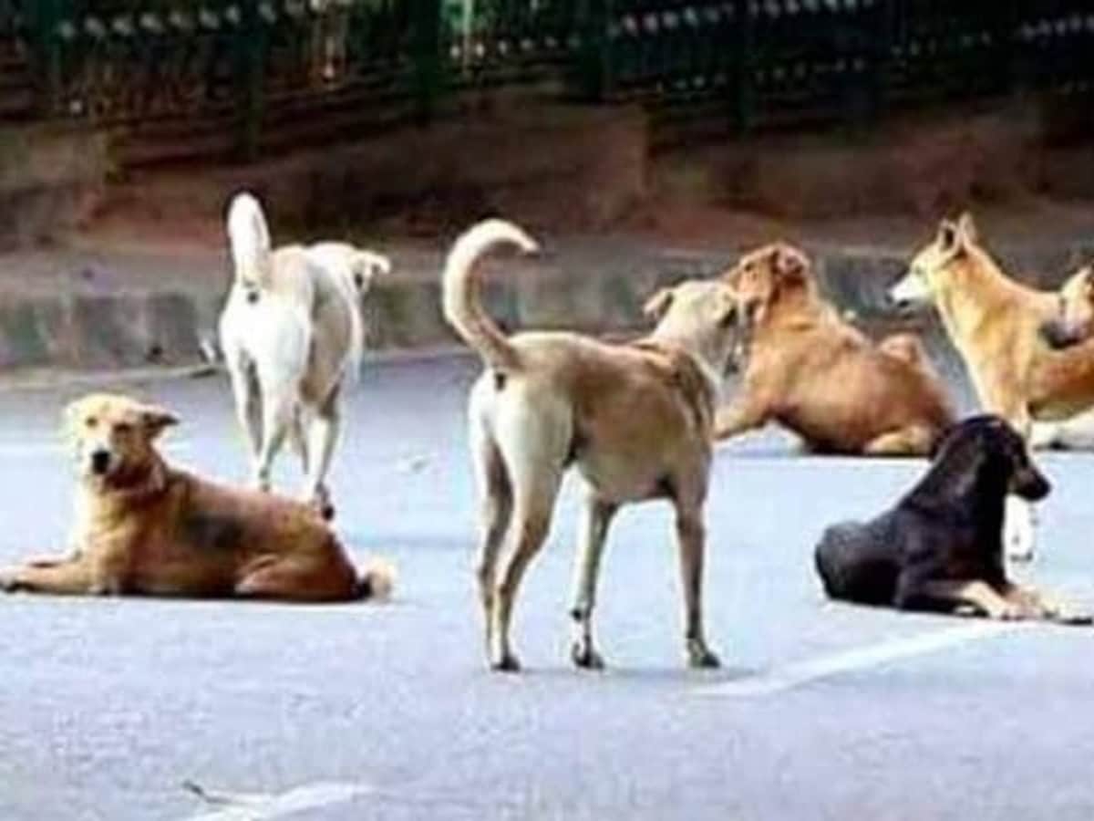 Father kills stray dog for biting daughter in Guna Madhya Pradesh पीटा, जलाया, घसीटा और कुचला; बेटी को काटने वाली कुतिया को पिता ने दी खौफनाक मौत, मध्य प्रदेश न्यूज़ Father kills stray dog for biting daughter in Guna Madhya Pradesh पीटा, जलाया, घसीटा और कुचला; बेटी को काटने वाली कुतिया को पिता ने दी खौफनाक मौत, मध्य प्रदेश न्यूज़