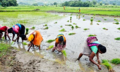 उत्तराखंड के पहाड़ी खाद्य पदार्थों का अब कैसे मिलेगा स्वाद? पहाड़ से विलुप्त हुईं धान की 2000 प्रजातियां, क्या वजह?
