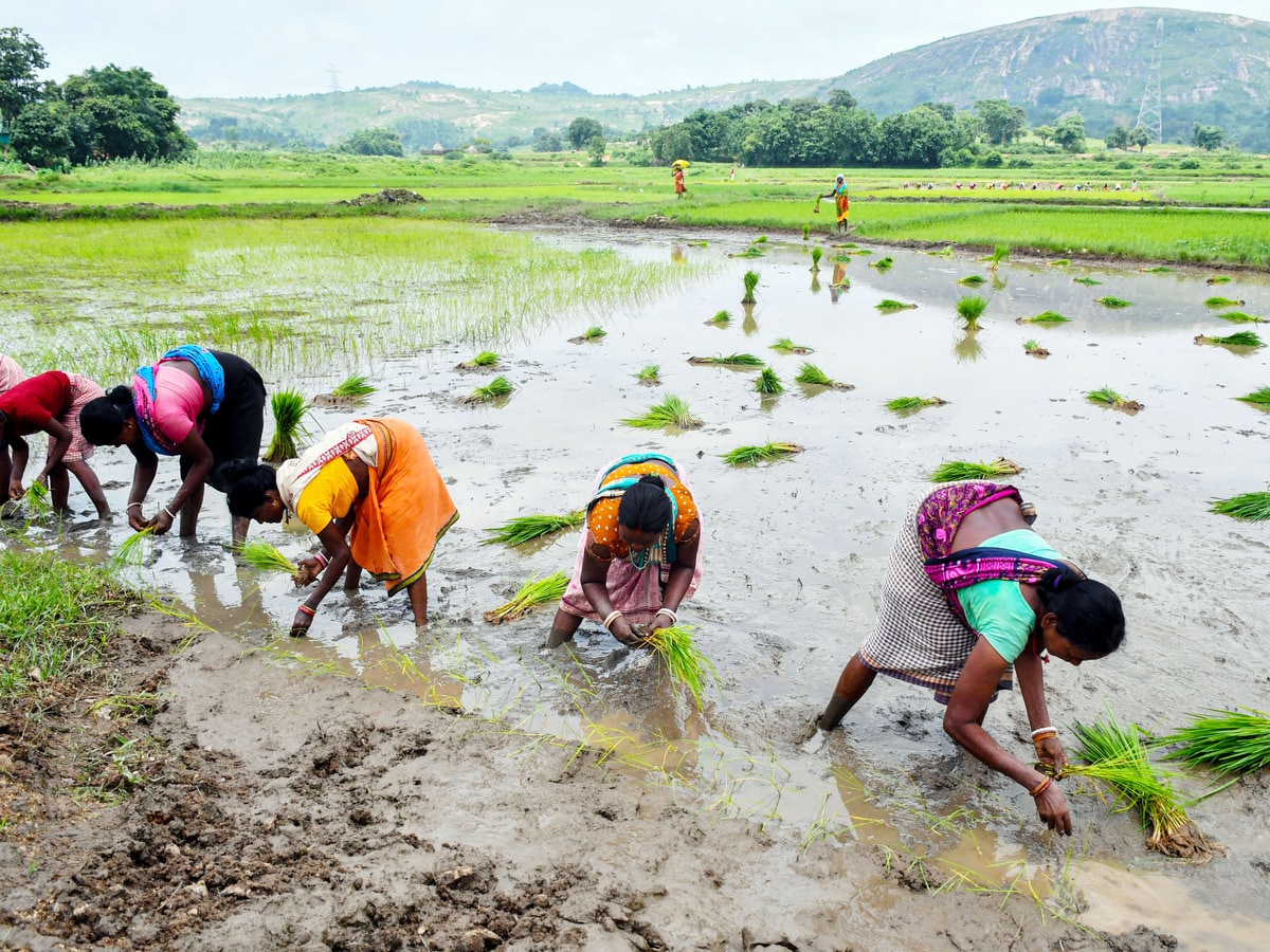 उत्तराखंड के पहाड़ी खाद्य पदार्थों का अब कैसे मिलेगा स्वाद? पहाड़ से विलुप्त हुईं धान की 2000 प्रजातियां, क्या वजह? उत्तराखंड के पहाड़ी खाद्य पदार्थों का अब कैसे मिलेगा स्वाद? पहाड़ से विलुप्त हुईं धान की 2000 प्रजातियां, क्या वजह?