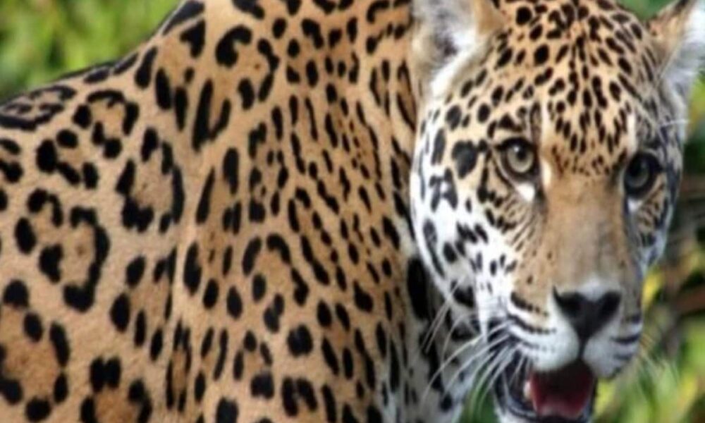 घर के आंगन में घुसकर गुलदार का ‘डबल अटैक’, 2 बच्चों को निवाला बनाकर भागा