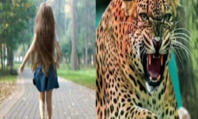 13 साल की लड़की की गुलदार ने जहां ली जान वहीं बनी मचान, टिहरी में कैमरा-पिंजरे से भी पकड़ने का प्लान
