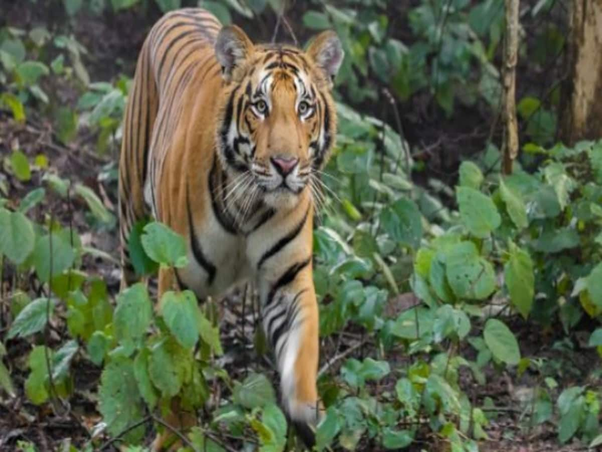 ऑपरेशन टाइगर! जिन गांवों में बाघ का खतरा वहां बनेंगे शौचालय, पिंजरे और कैमरे बढ़ाने की भी तैयारी